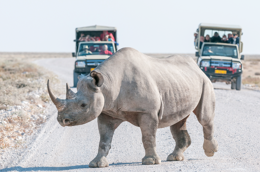 bad black-rhinoceros-with-safari-vehicles-with-tourist-2023-11-27-04-51-23-utc copy