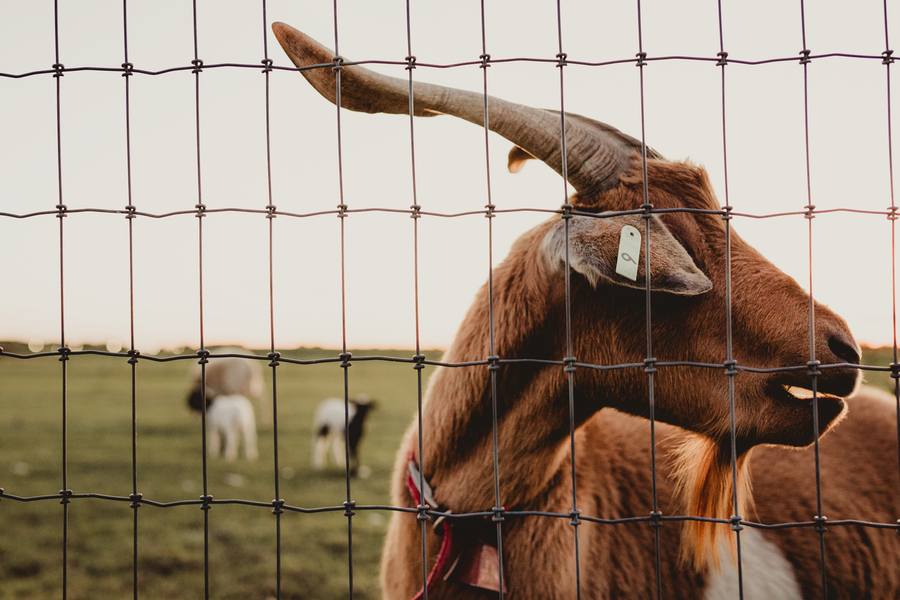 bad closeup-of-a-brown-goat-behind-a-wire-fence-on-a-f-2023-11-27-04-51-03-utc copy