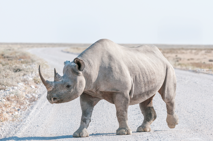 black-rhinoceros-with-safari-vehicles-with-tourist-2023-11-27-04-51-23-utc copy